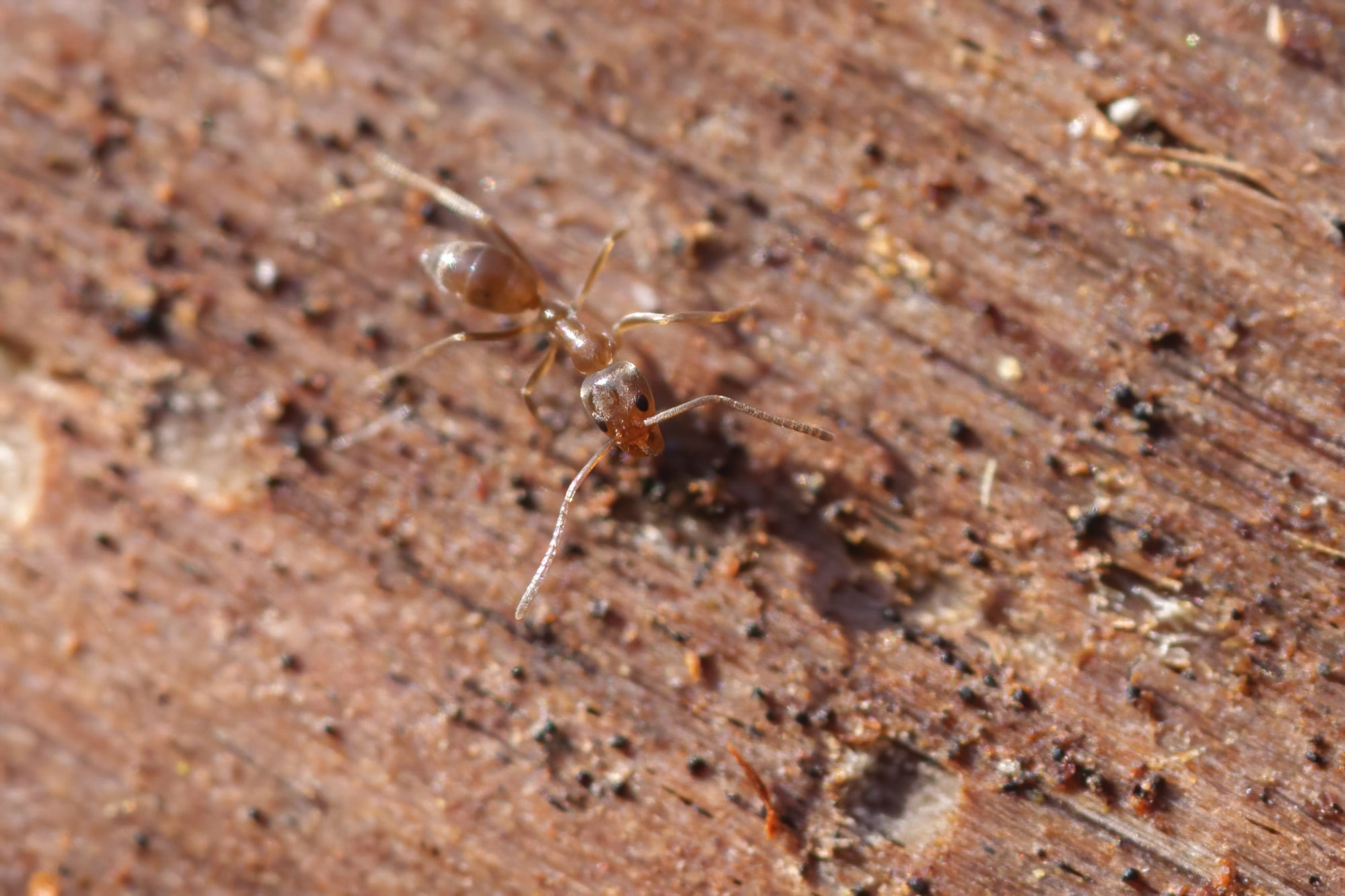 Linepithema humile